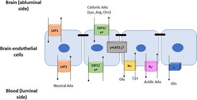 Transport of Amino Acids Across the Blood-Brain Barrier